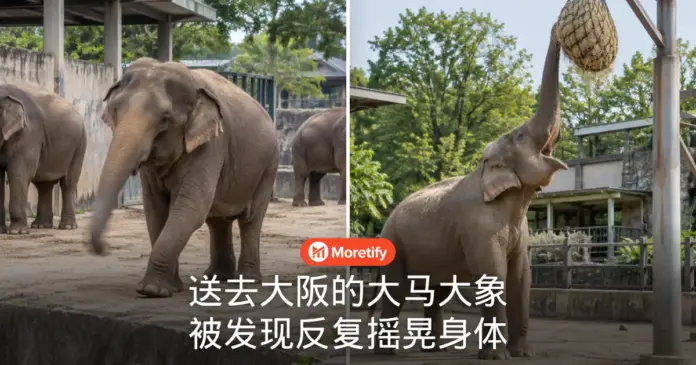送去大阪的大马大象 被发现反复摇晃身体