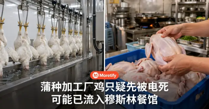 蒲种加工厂鸡只疑先被电死 可能已流入穆斯林餐馆