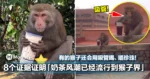 网友8个证据证明「奶茶风潮已经流行到猴子界」!有的猴子还会用吸管喝、嚼珍珠!