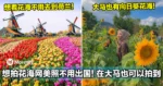 想拍花海网美照不用出国！如今在大马也可以拍到漂亮的向日葵花海！