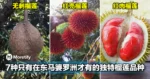 7种只有在东马婆罗洲才有的独特榴莲品种!有机会一定要全部都吃一遍!