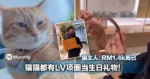 猫猫都有LV项圈当生日礼物！猫主人：RM1.4k而已