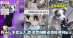 宠物走丢求助却无人问津!小姐姐出镜拍擦边视频,插播寻狗启示真找到!
