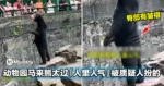 动物园马来熊站到笔直,还熟练和人互动!游客质疑:是人扮的!