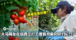 大马网友在纽西兰打工度假月薪RM11k？！摘番茄酱好赚吗...
