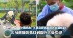 大马熊猫奶爸红到国外大受欢迎！中国网友：不是靠营销赢得大家喜欢的！