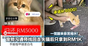 一觉醒来悬赏缩水！承诺补4000！宠物沟通师协助找回走失猫后只拿到RM1K！