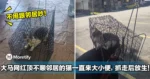 大马网红顶不顺邻居的猫一直来大小便，抓走后放生引热议！