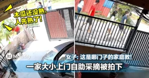 木瓜还没熟，人先熟了！一家大小上门自助采摘被拍下！女子：这是哪门子的家庭教育！
