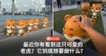 最近你有没有看到这只可爱的老虎?它到底想要做什么?