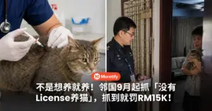 不是想养就养！邻国9月起抓「没有License养猫」，抓到就罚RM15K！