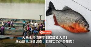 大马水坝惊传钓到红腹食人鱼！渔业局已派员调查，若属实恐冲击生态！