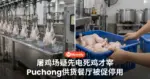 鸡疑先被电死才屠宰 Puchong屠鸡场营运20多年 供货餐厅被促停用